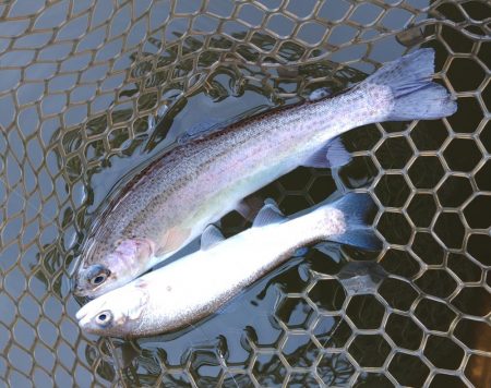 ちょっと渋いけど釣れたぞ！ 大安トラウトレ…